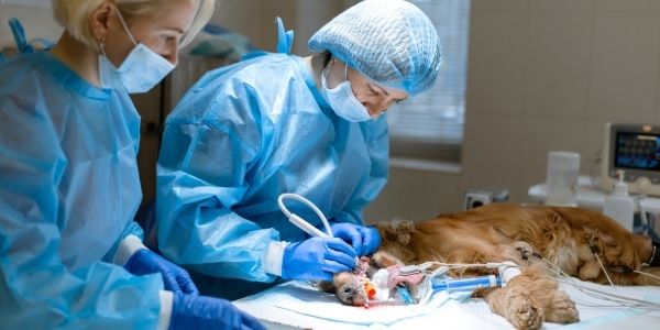 dog dental cleaning under anesthesia