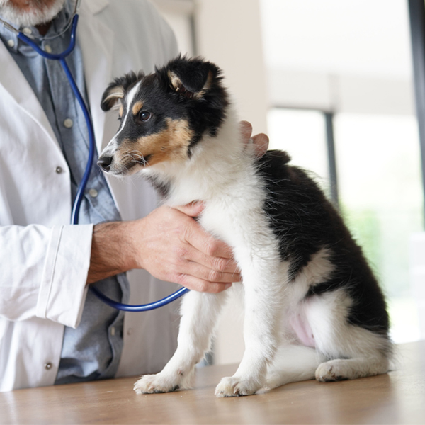 veterinarian giving a puppy a wellness exam