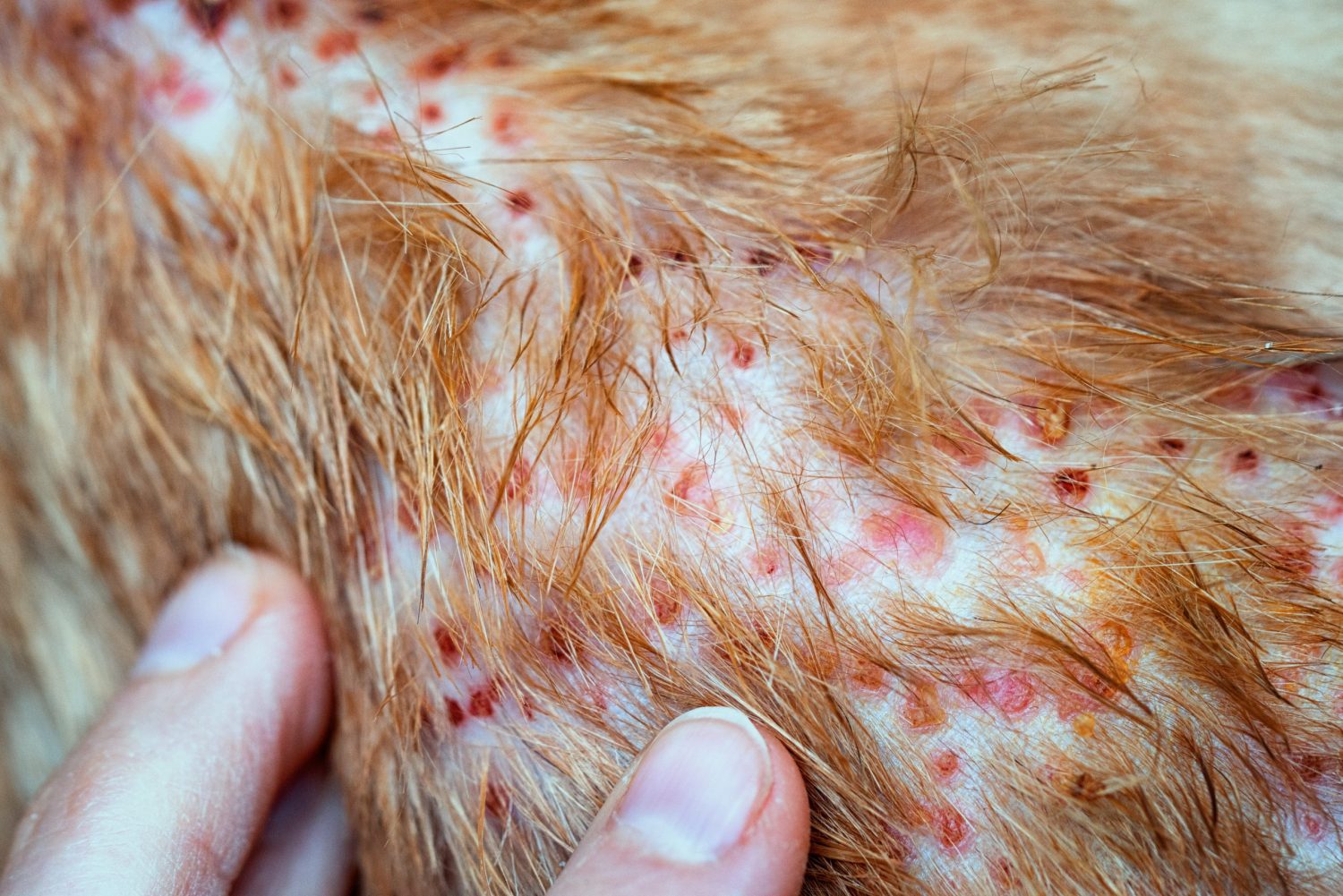 photo of Dog skin rash, pet skin disorder